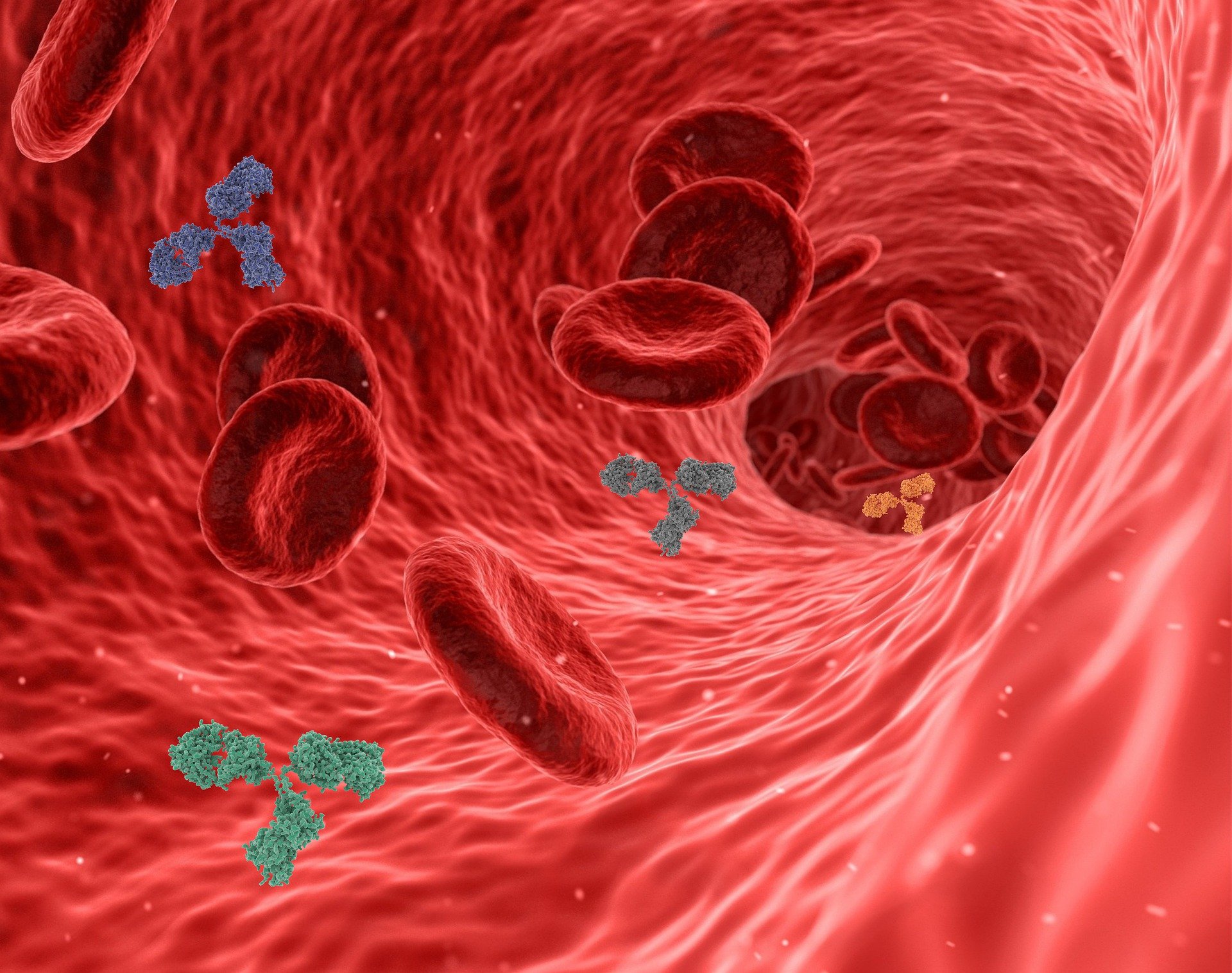 Дисфункционалните червени кръвни клетки допринасят за увреждането на кръвоносните съдове