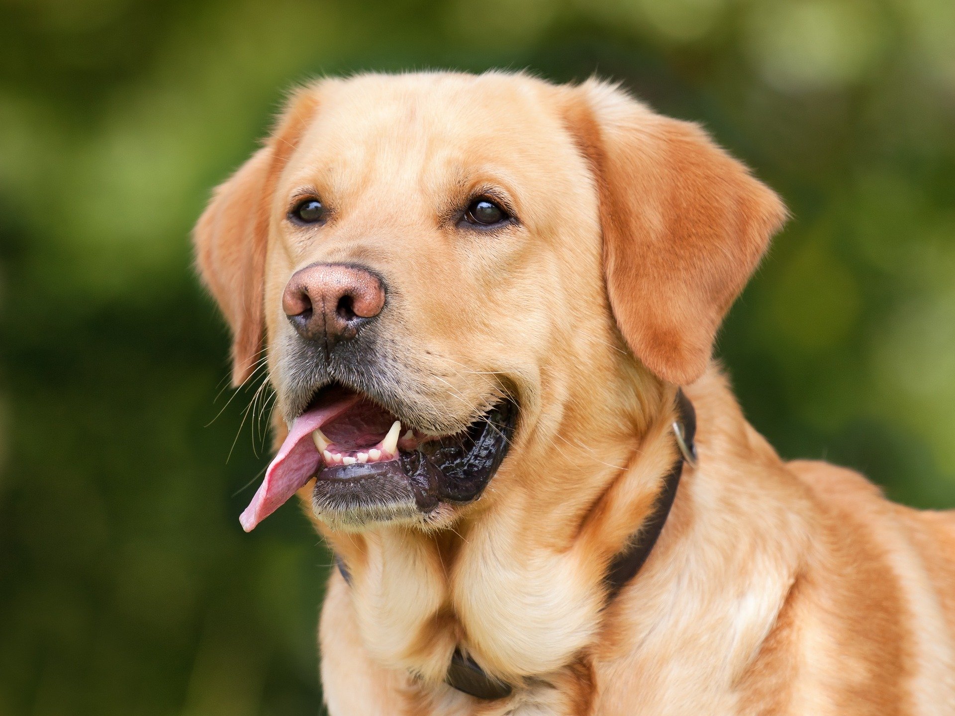 Ново френско изследване потвърждава досега натрупаните доказателства, че обучените кучета