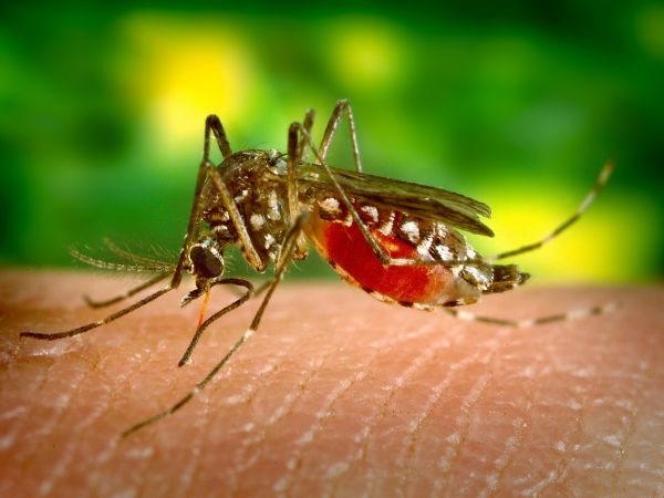 Необичайно топла пролет ускори началото на сезона на комарите в