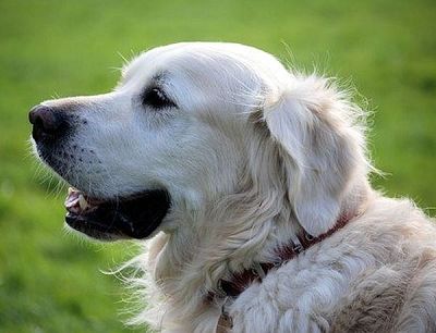 Потвърдено: Обучени кучета могат да идентифицират болни от COVID-19 по миризмата