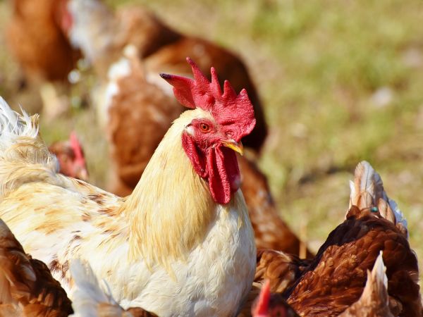 EFSA: Птичият грип може да се превърне в пандемия, ако вирусът започне да се предава между хора   