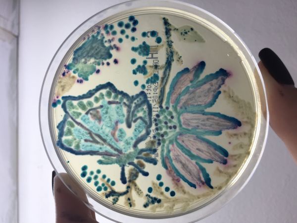 Студенти от МУ-Пловдив създадоха рисунки от бактерии и гъбички