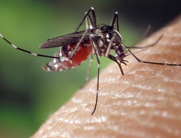 700 000 души по света умират всяка година от заболявания, предавани от комари