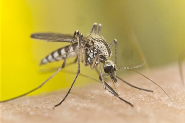 РЗИ-Варна предупреди за риск от малария