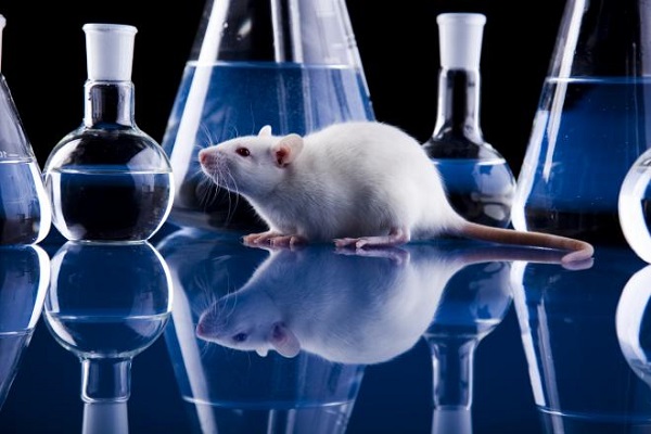 ЕМА призова за по-етично отношение в използването на животни при тестването на нови лекарства