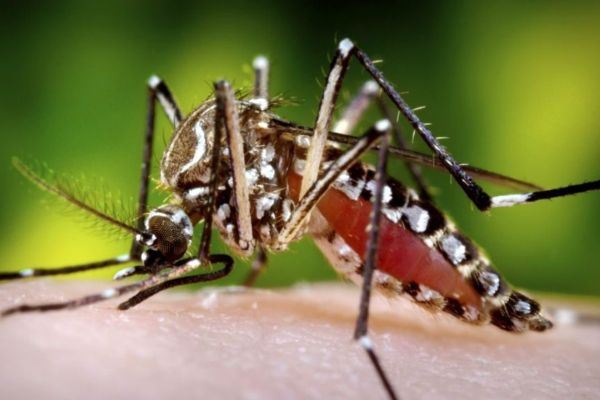 Девет случая на малария са регистрирани в Северна Гърция